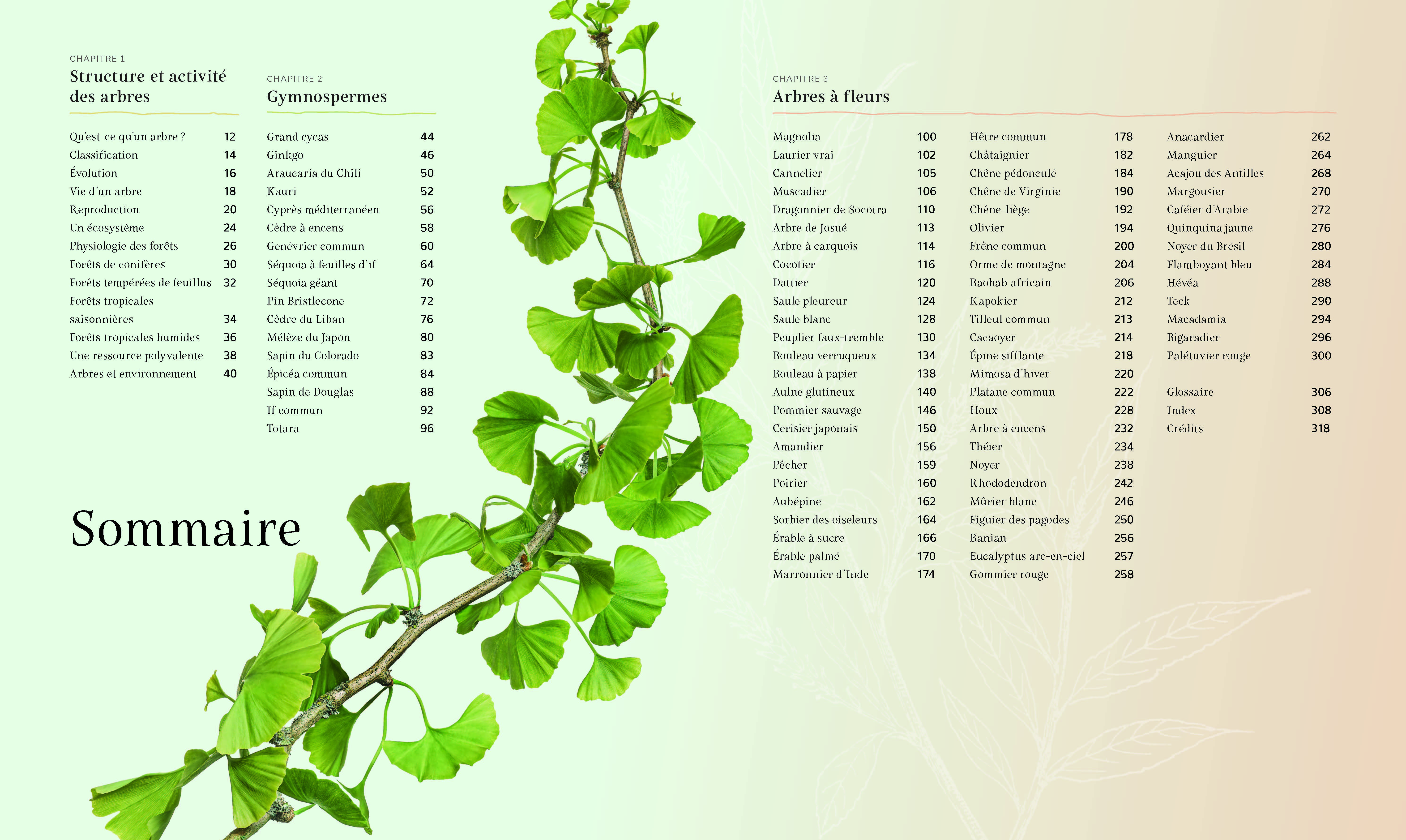 Le Beau Livre des arbres - - Vincent Karche (EAN13 : 9791028525774